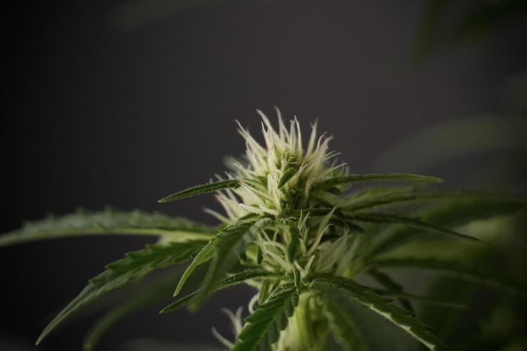 GMO Cookies Served with extra curiosity. Week 8 - GMO Cookies 12/12 From Seed 