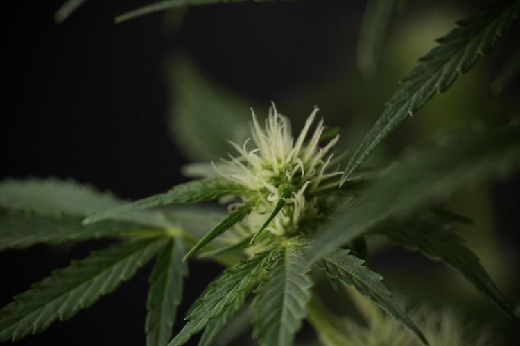 GMO Cookies Served with extra curiosity. Week 8 - GMO Cookies 12/12 From Seed 