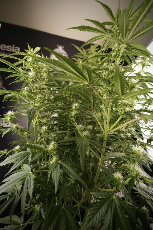 GMO Cookies Served with extra curiosity. Week 8 - GMO Cookies 12/12 From Seed 