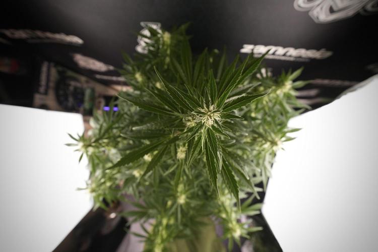 GMO Cookies Served with extra curiosity. Week 8 - GMO Cookies 12/12 From Seed 
