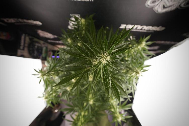 GMO Cookies Served with extra curiosity. Week 8 - GMO Cookies 12/12 From Seed 