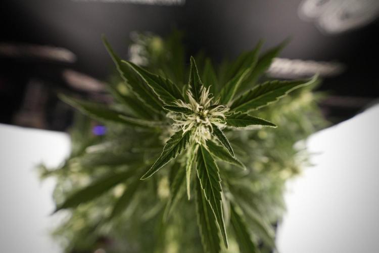 GMO Cookies Served with extra curiosity. Week 8 - GMO Cookies 12/12 From Seed 