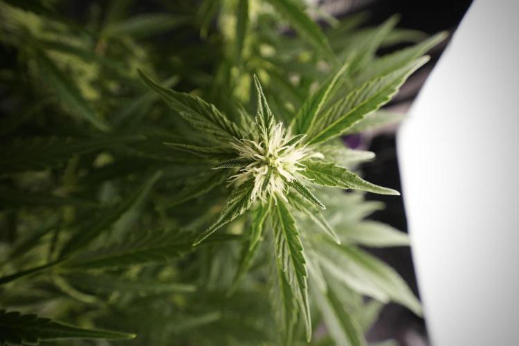 GMO Cookies Served with extra curiosity. Week 8 - GMO Cookies 12/12 From Seed 