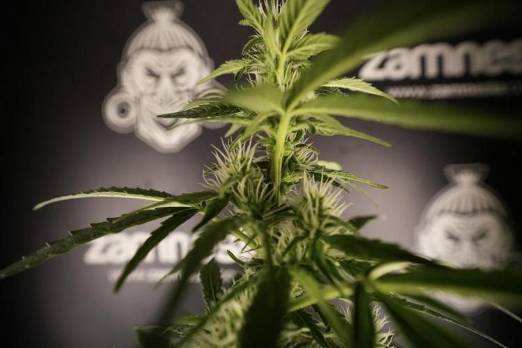 GMO Cookies Served with extra curiosity. Week 8 - GMO Cookies 12/12 From Seed 