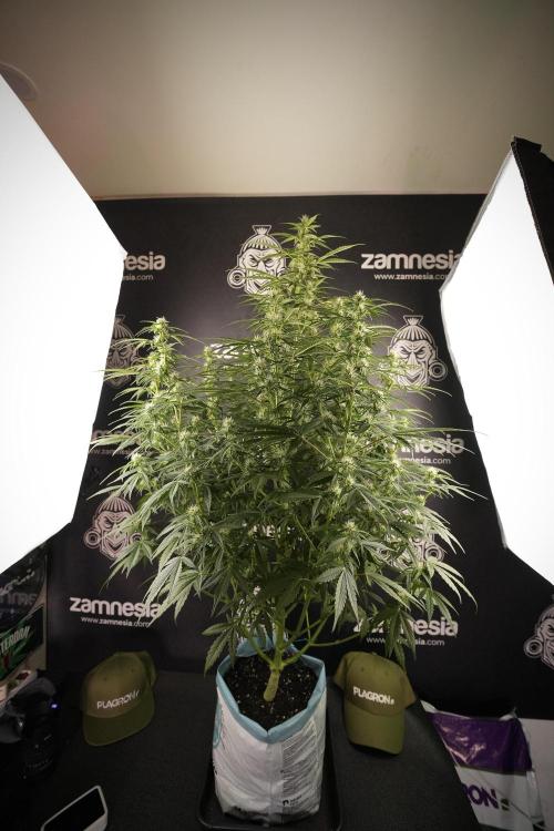 GMO Cookies Served with extra curiosity. Week 8 - GMO Cookies 12/12 From Seed 