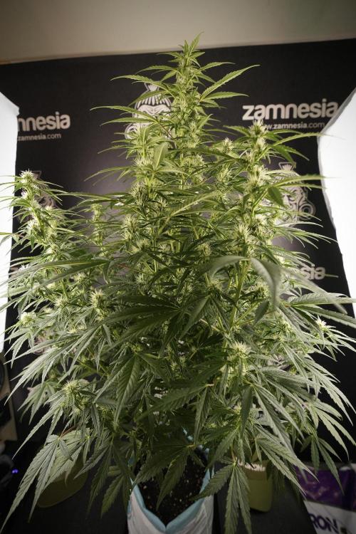 GMO Cookies Served with extra curiosity. Week 8 - GMO Cookies 12/12 From Seed 