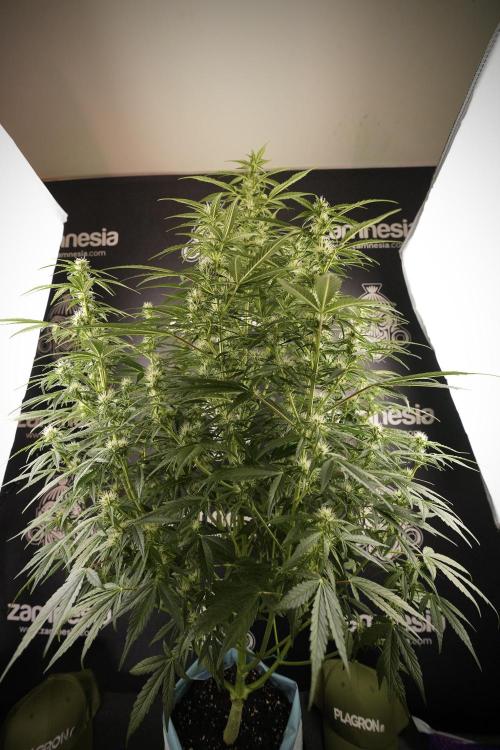 GMO Cookies Served with extra curiosity. Week 8 - GMO Cookies 12/12 From Seed 
