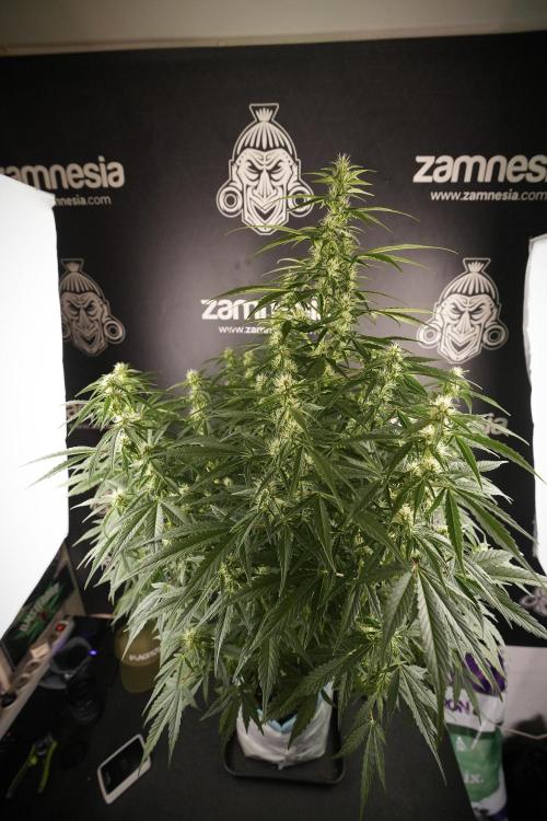 GMO Cookies Served with extra curiosity. Week 8 - GMO Cookies 12/12 From Seed 