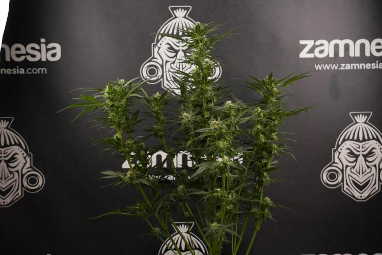 GMO Cookies Served with extra curiosity. Week 8 - GMO Cookies 12/12 From Seed 