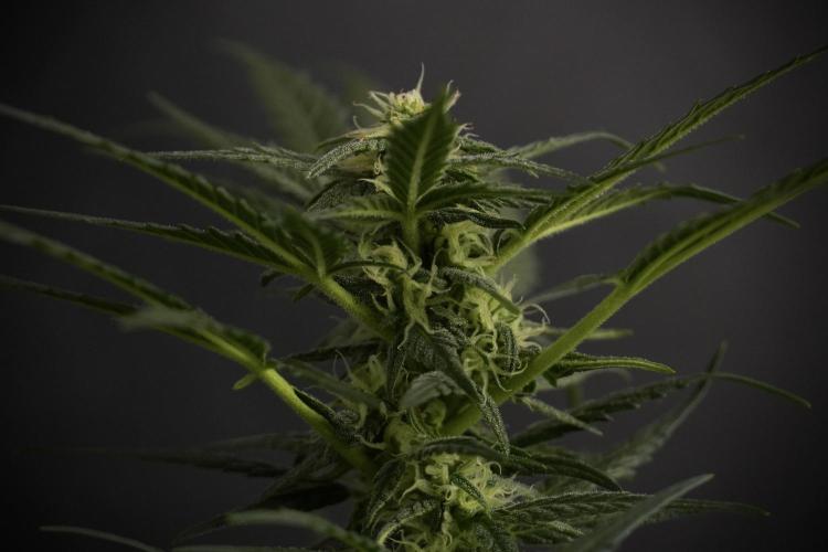 GMO Cookies Served with extra curiosity. Week 8 - GMO Cookies 12/12 From Seed 