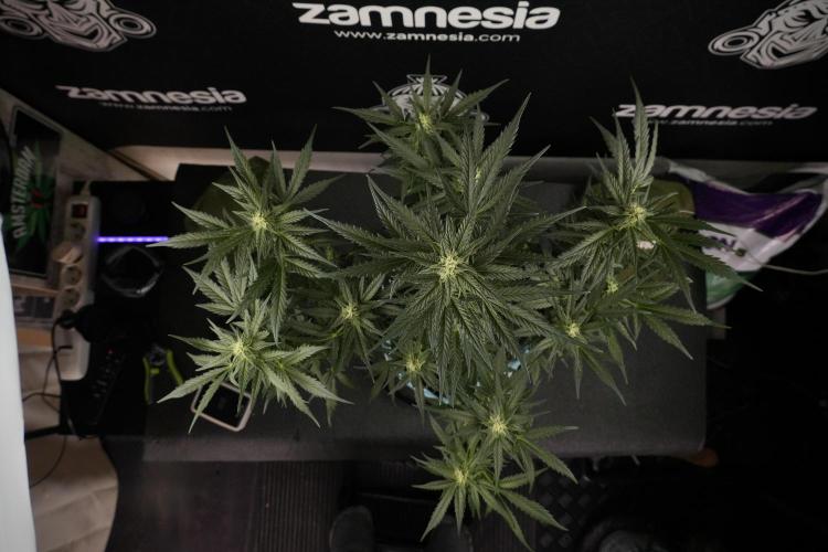 GMO Cookies Served with extra curiosity. Week 8 - GMO Cookies 12/12 From Seed 
