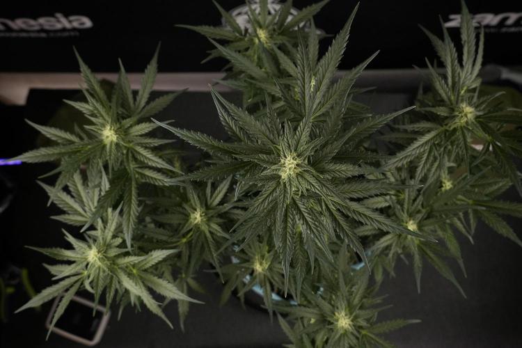 GMO Cookies Served with extra curiosity. Week 8 - GMO Cookies 12/12 From Seed 
