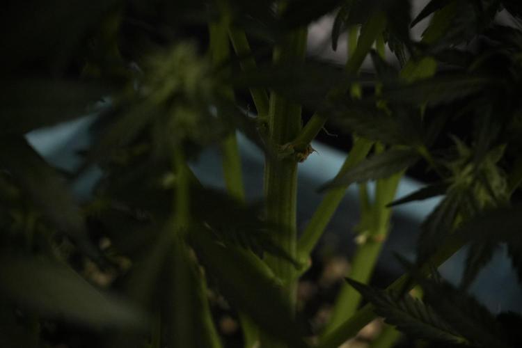 GMO Cookies Served with extra curiosity. Week 8 - GMO Cookies 12/12 From Seed 