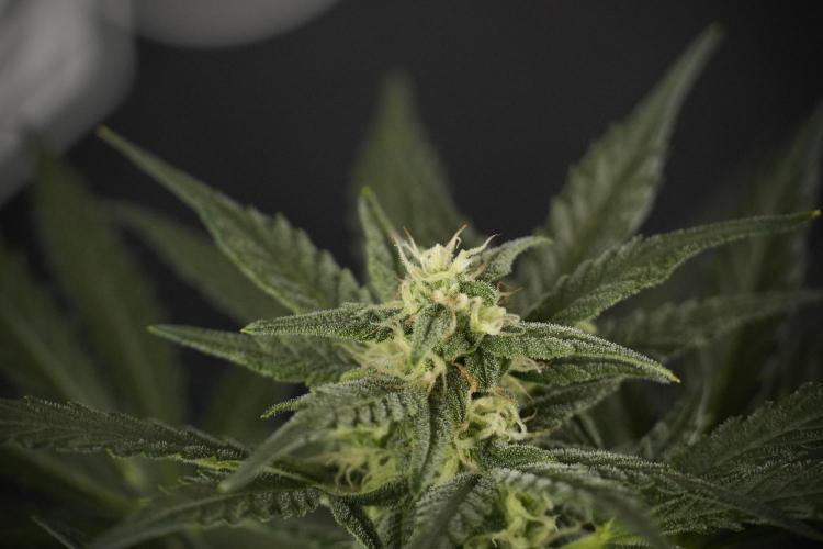 GMO Cookies Served with extra curiosity. Week 8 - GMO Cookies 12/12 From Seed 