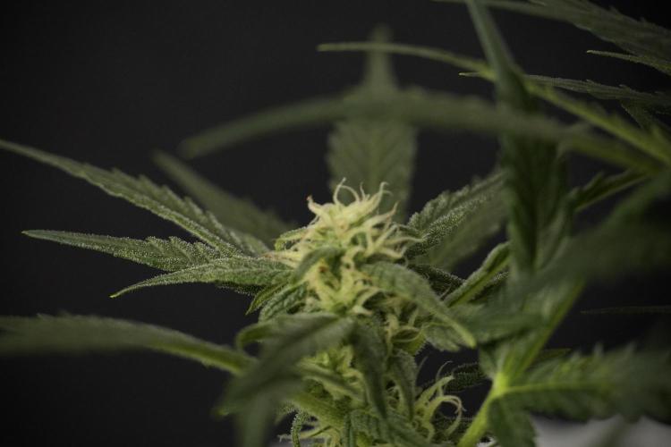 GMO Cookies Served with extra curiosity. Week 8 - GMO Cookies 12/12 From Seed 