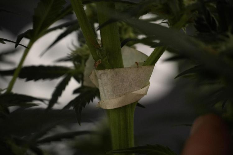 GMO Cookies Served with extra curiosity. Week 8 - GMO Cookies 12/12 From Seed 