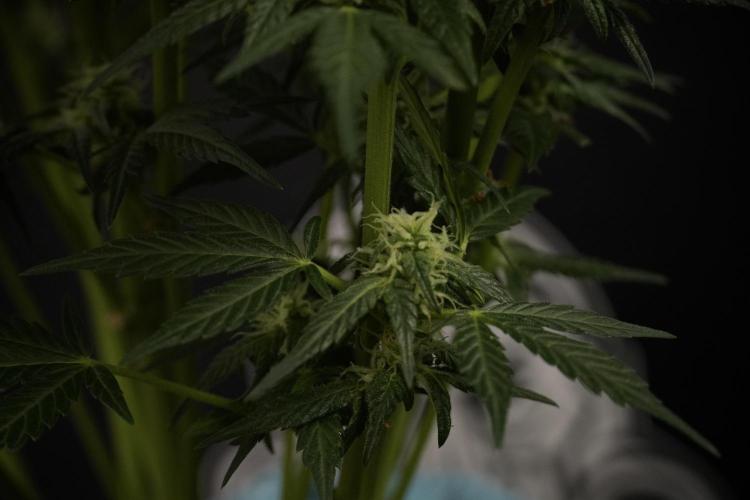 GMO Cookies Served with extra curiosity. Week 8 - GMO Cookies 12/12 From Seed 