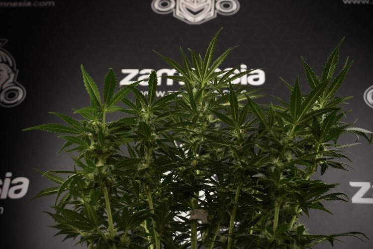 GMO Cookies Served with extra curiosity. Week 8 - GMO Cookies 12/12 From Seed 