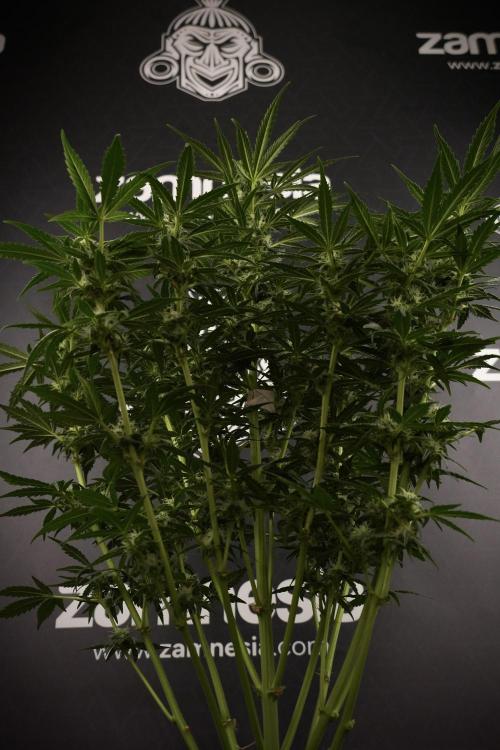 GMO Cookies Served with extra curiosity. Week 8 - GMO Cookies 12/12 From Seed 