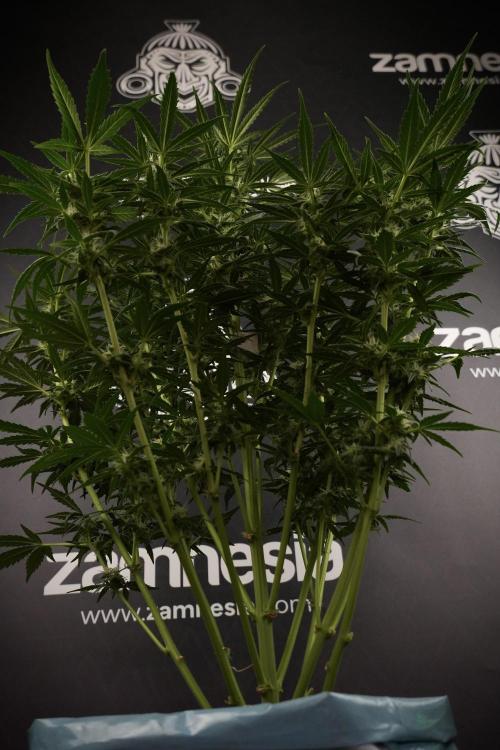 GMO Cookies Served with extra curiosity. Week 8 - GMO Cookies 12/12 From Seed 
