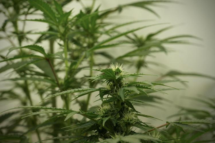 GMO Cookies Served with extra curiosity. Week 8 - GMO Cookies 12/12 From Seed 