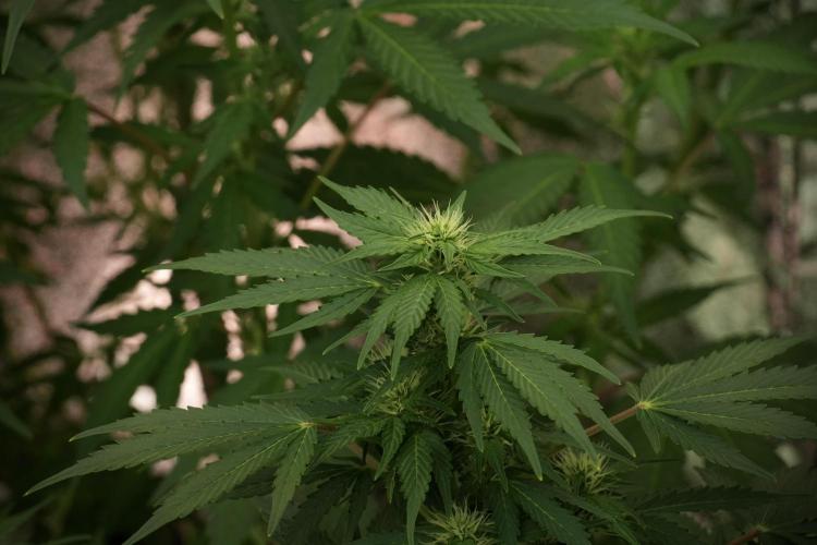 GMO Cookies Served with extra curiosity. Week 8 - GMO Cookies 12/12 From Seed 