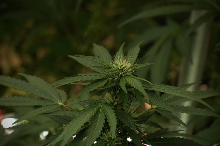 GMO Cookies Served with extra curiosity. Week 8 - GMO Cookies 12/12 From Seed 