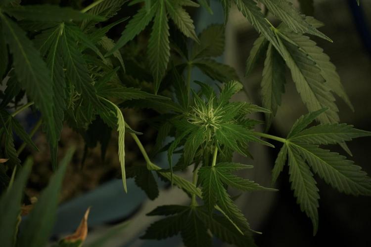 GMO Cookies Served with extra curiosity. Week 8 - GMO Cookies 12/12 From Seed 