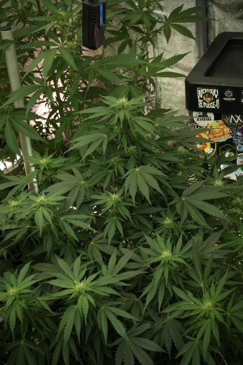 GMO Cookies Served with extra curiosity. Week 8 - GMO Cookies 12/12 From Seed 