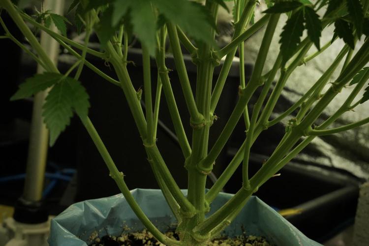 GMO Cookies Served with extra curiosity. Week 8 - GMO Cookies 12/12 From Seed 