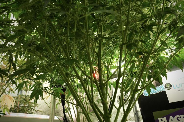 GMO Cookies Served with extra curiosity. Week 8 - GMO Cookies 12/12 From Seed 