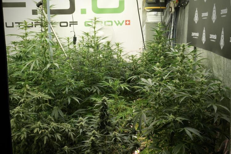 GMO Cookies Served with extra curiosity. Week 8 - Watering a Room full of Vibes 