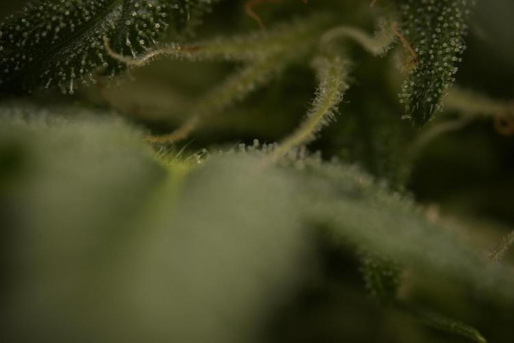 GMO Cookies Served with extra curiosity. Week 8 - GMO Cookies Macro