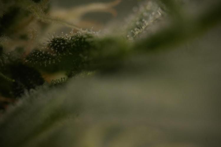 GMO Cookies Served with extra curiosity. Week 8 - GMO Cookies Macro