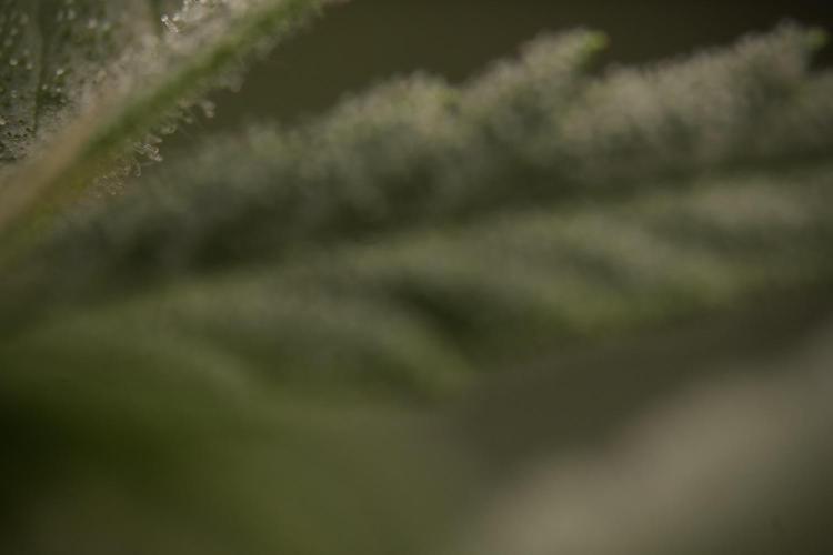GMO Cookies Served with extra curiosity. Week 8 - GMO Cookies Macro