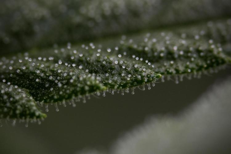GMO Cookies Served with extra curiosity. Week 8 - GMO Cookies Macro
