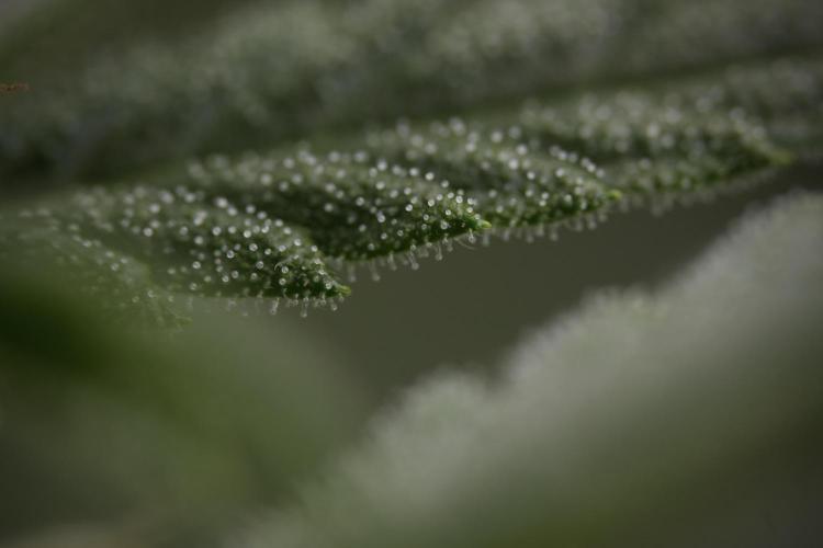 GMO Cookies Served with extra curiosity. Week 8 - GMO Cookies Macro
