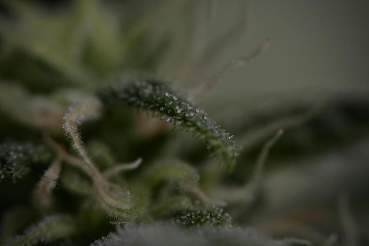 GMO Cookies Served with extra curiosity. Week 8 - GMO Cookies Macro