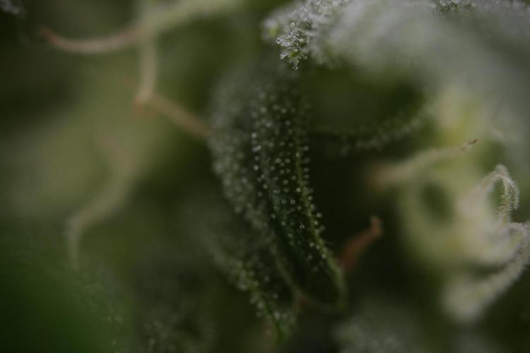 GMO Cookies Served with extra curiosity. Week 8 - GMO Cookies Macro