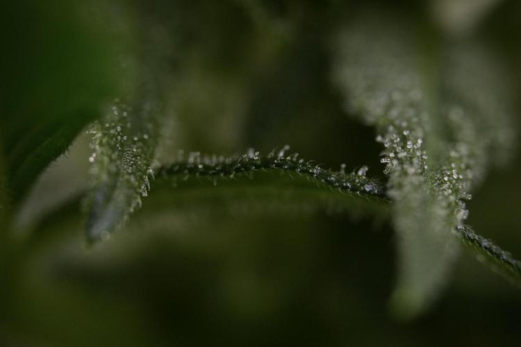 GMO Cookies Served with extra curiosity. Week 8 - GMO Cookies Macro