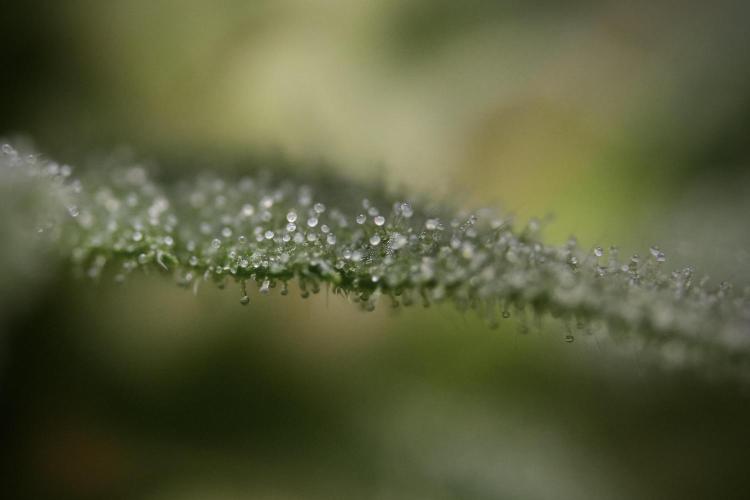 GMO Cookies Served with extra curiosity. Week 8 - GMO Cookies Macro