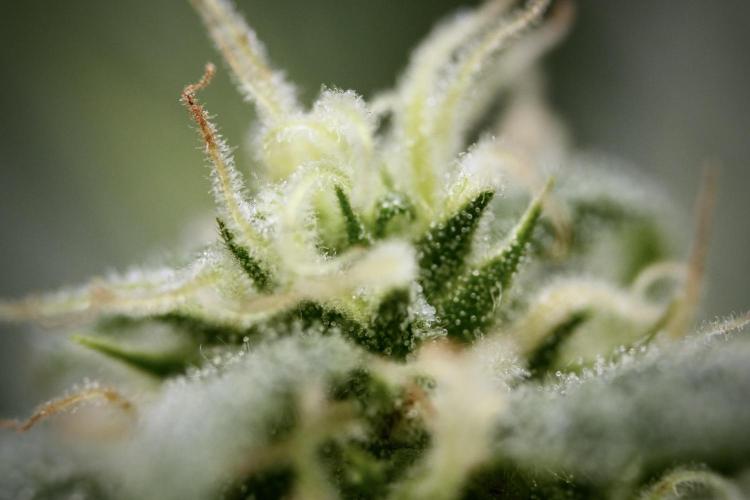 GMO Cookies Served with extra curiosity. Week 8 - GMO Cookies Macro