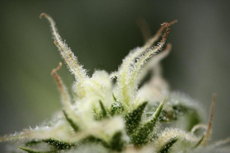 GMO Cookies Served with extra curiosity. Week 8 - GMO Cookies Macro