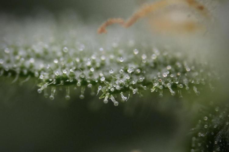 GMO Cookies Served with extra curiosity. Week 8 - GMO Cookies Macro
