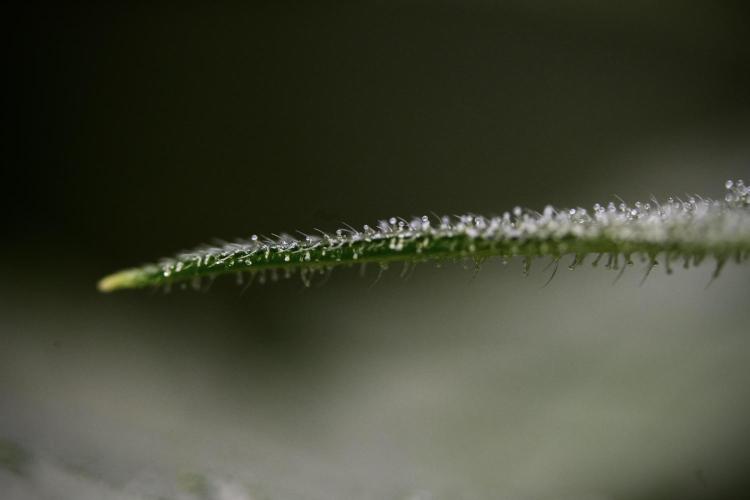 GMO Cookies Served with extra curiosity. Week 8 - GMO Cookies Macro