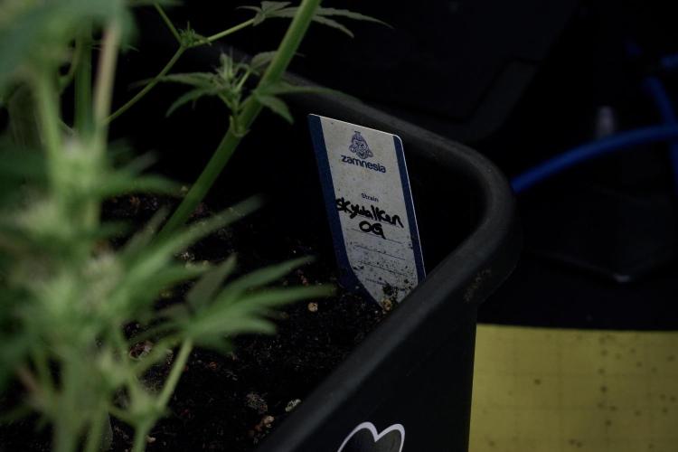 Skywalker OG Legends of the 12/12 Galaxy. Week 8 - Sky Walker OG