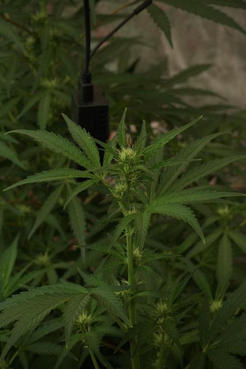 Skywalker OG Legends of the 12/12 Galaxy. Week 8 - Sky Walker OG