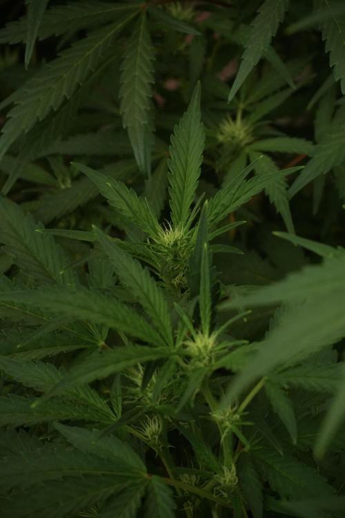 Skywalker OG Legends of the 12/12 Galaxy. Week 8 - Sky Walker OG