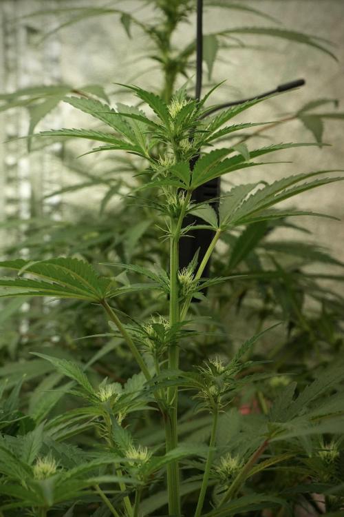 Skywalker OG Legends of the 12/12 Galaxy. Week 8 - Sky Walker OG