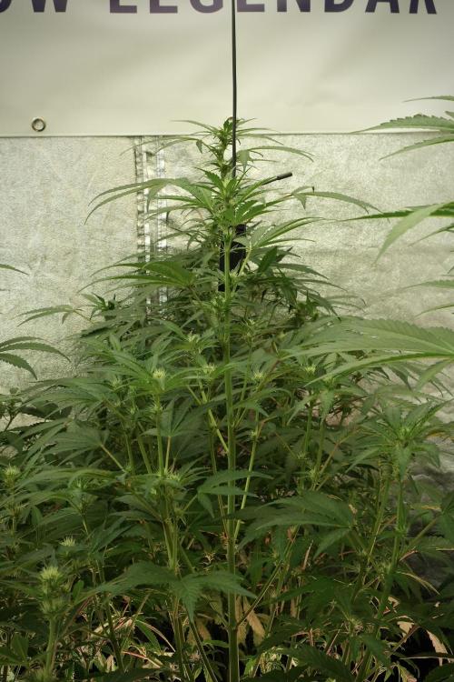 Skywalker OG Legends of the 12/12 Galaxy. Week 8 - Sky Walker OG